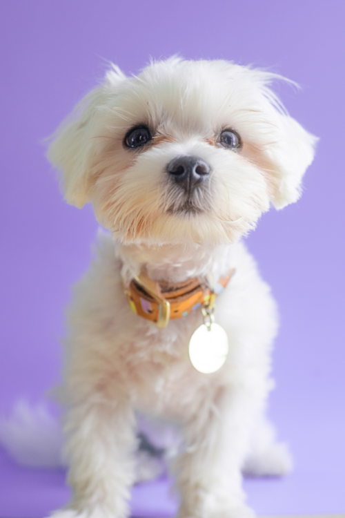 adult maltese dog with short hair in a purple background